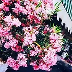 Serena מלון מרגרה