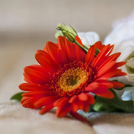 セレナ 3* マルゲーラ