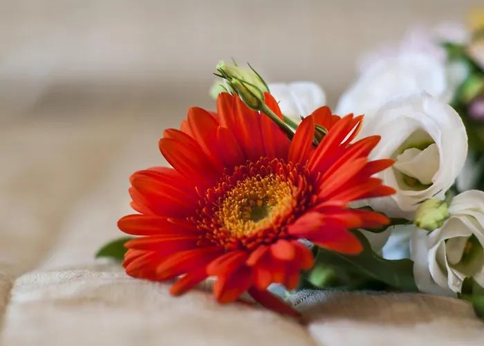 塞利纳别墅酒店 3* 马格拉