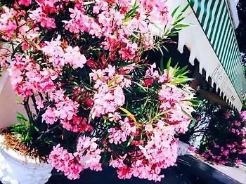 塞利纳别墅酒店 酒店 马格拉